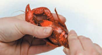 how to peel a crayfish 2 Hold the body and grab the tail.