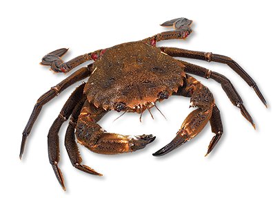 How to clean and cook crabs