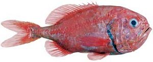 Photo of an orange roughy fish
