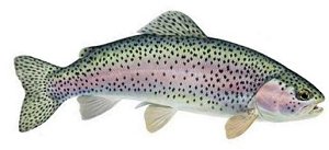 rainbow trout whole
