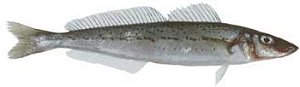 king george whiting