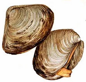 clam in shell