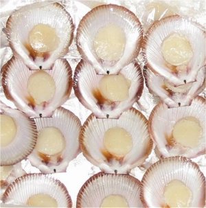 Queensland scallops on half shell